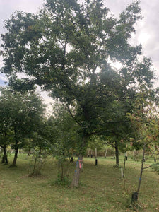 Red Fern Farm Selected Chestnut Seeds