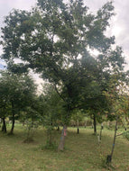 Red Fern Farm Selected Chestnut Seeds (2/3 'Mother' and 'Up and Coming' which are mostly Chinese genetics, and 1/3 'Badgersett' derived which have more American genetics)