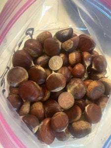 Red Fern Farm Selected Chestnut Seeds