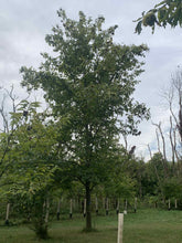 Red Fern Farm Selected Chestnut Seeds