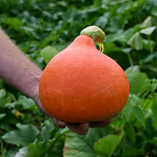 New for 2026 – Page 3 – Experimental Farm Network Seed Store