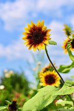 'Ring of Fire' Sunflower