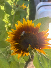 'Ring of Fire' Sunflower