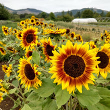 'Ring of Fire' Sunflower