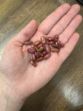 'Rosso di Lucca' Bean