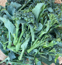'Saltwater Spring' Sprouting Broccoli