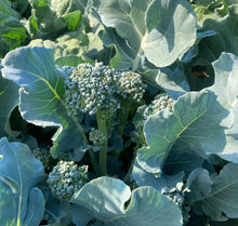 'Saltwater Spring' Sprouting Broccoli