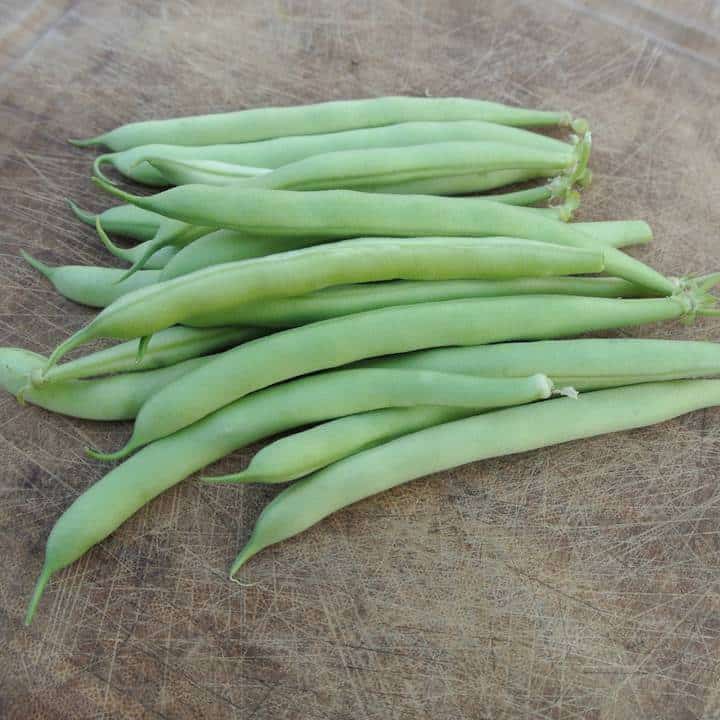 Saxa' Bush Snap Bean – Experimental Farm Network Seed Store
