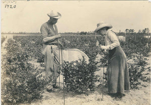 Elizabeth Coleman White's Blueberry Breeding Mix