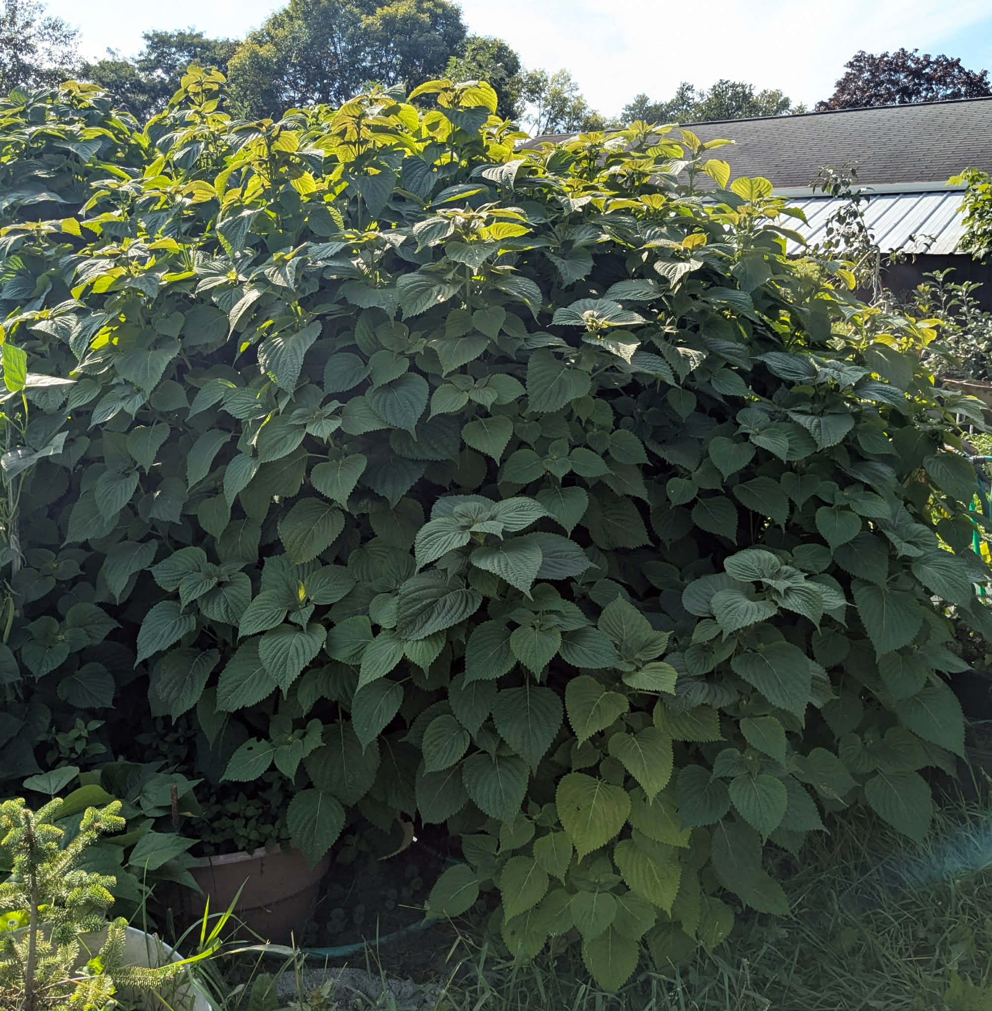 shiso plant indoors Kkaenip (Korean Green Shiso) – Experimental Farm Network Seed Store