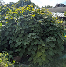Kkaenip (Korean Green Shiso)