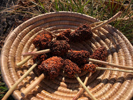 'Tixey Mesego' Sorghum
