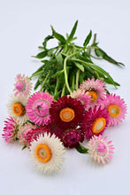 'Silvery Rose' Strawflower Mix