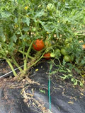 'Silvery Fir Tree' Tomato