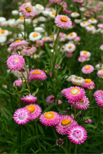 'Silvery Rose' Strawflower Mix
