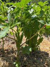 'Simpson' Okra