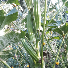 'Simpson' Okra