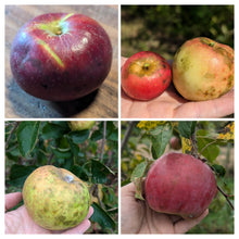 Dr. Amy Miller's New Homestead Apples: Snack Apple Grove, Late Harvest