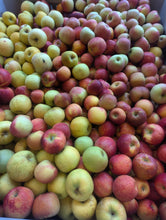 Dr. Amy Miller's New Homestead Apples: Snack Apple Grove, Late Harvest