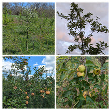 Dr. Amy Miller's New Homestead Apples: Snack Apple Grove, Late Harvest