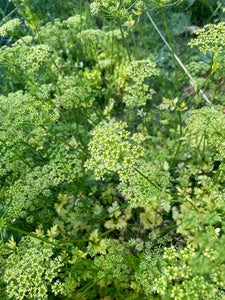 'South Ossetia' Parsley (Leaf, Root & Seed Type)