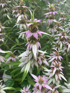 Spotted Beebalm