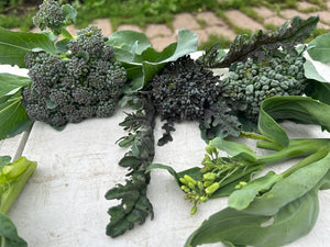 Sprouting Broccoli Grex