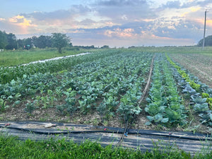 Sprouting Broccoli Grex