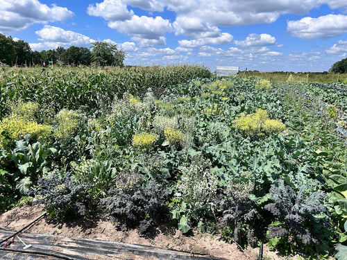 Sprouting Broccoli Grex