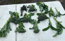 Sprouting Broccoli Grex