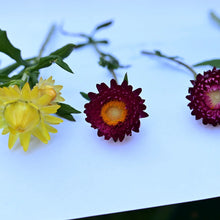 'Sultane Mix' Strawflower