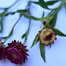 'Sultane Mix' Strawflower