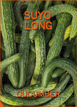 'Suyo Long' Cucumber