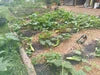 'Suyo Long' Cucumber