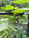 'Suyo Long' Cucumber