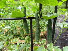 'Suyo Long' Cucumber