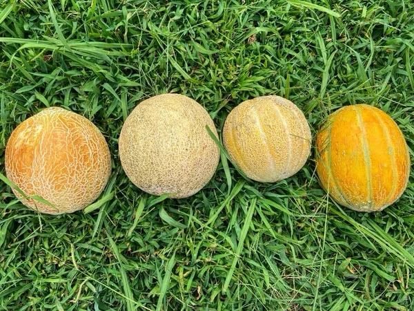 Sweet Cantaloupe Grex – Experimental Farm Network Seed Store