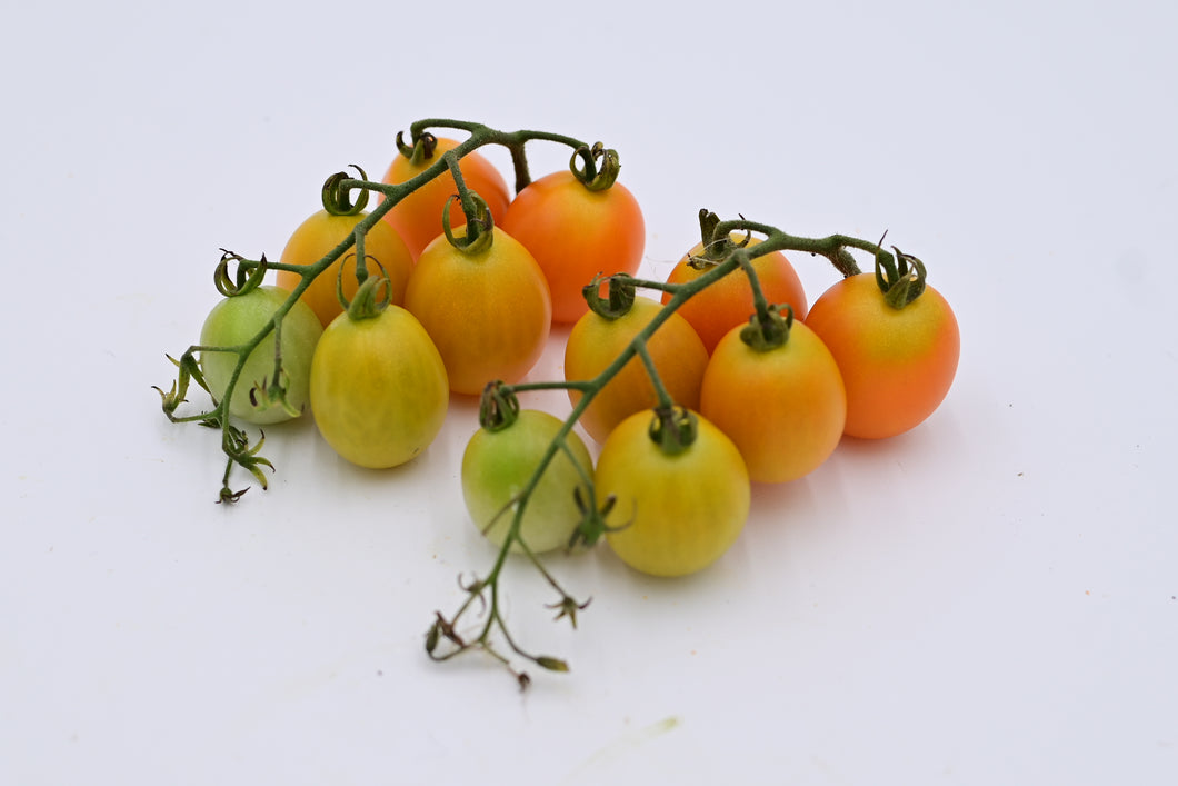 Sweet Orange II' Cherry Tomato – Experimental Farm Network Seed Store