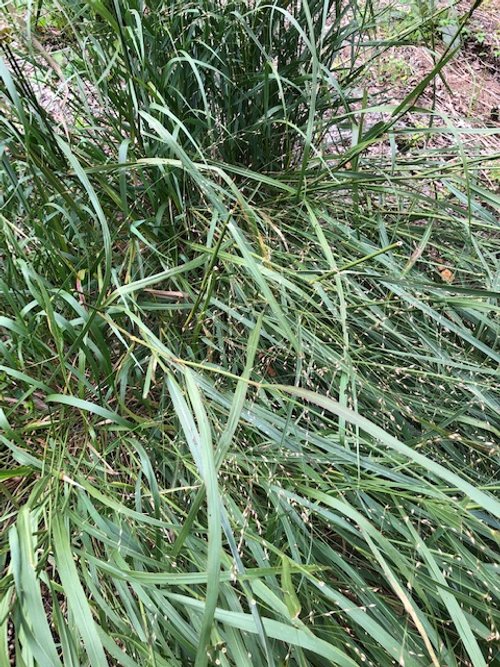 Switchgrass (Maine Ecotype) – Experimental Farm Network Seed Store