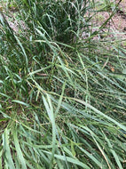 Switchgrass (Maine Ecotype)