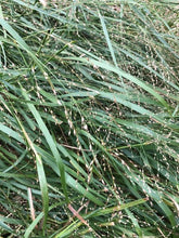 Switchgrass (Maine Ecotype)
