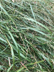 Switchgrass Ecotypes Switchgrass (Maine Ecotype) – Experimental Farm Network Seed Store