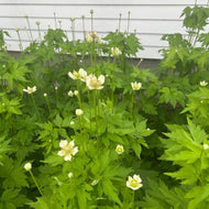 Tall Thimbleweed
