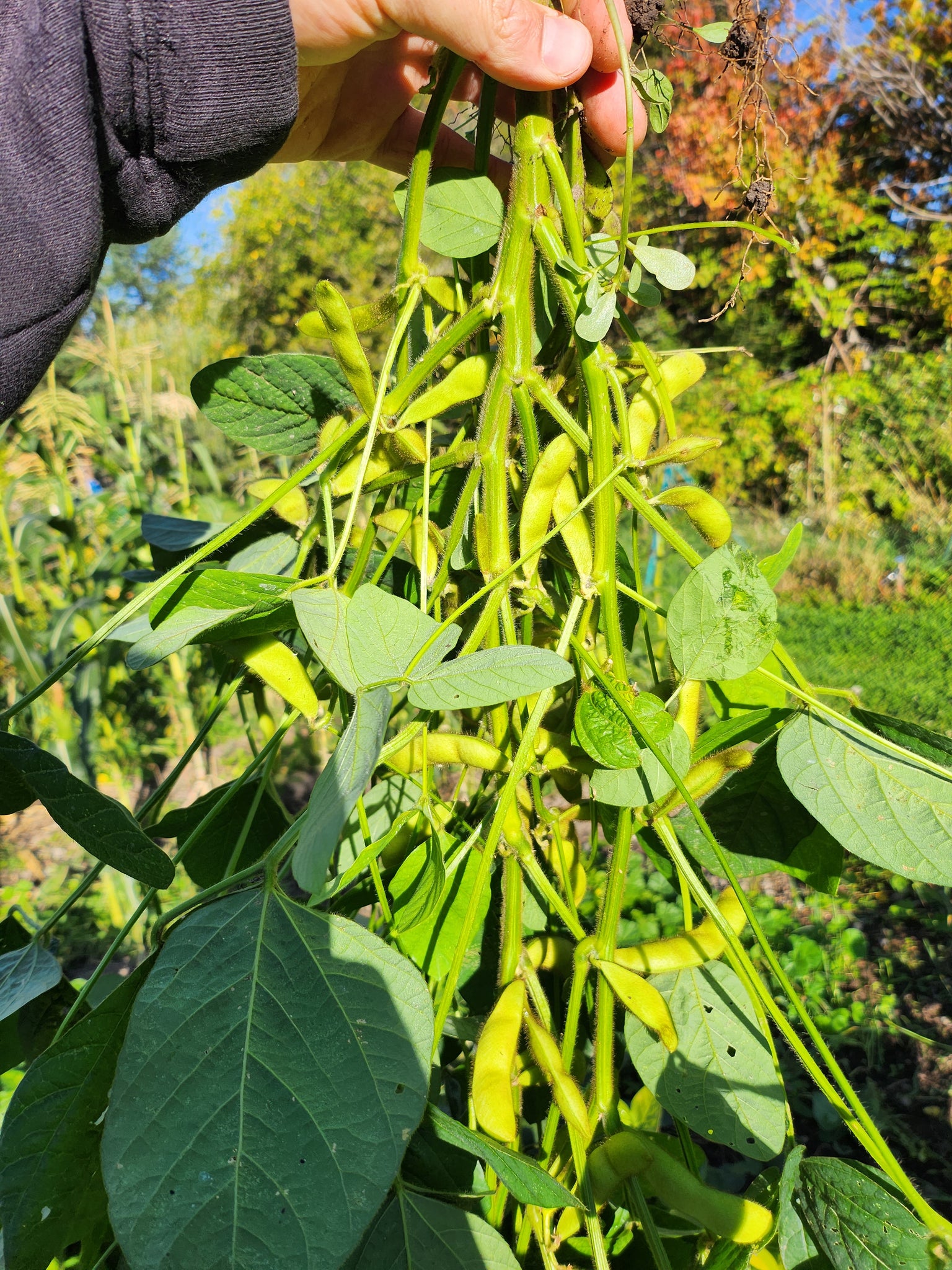 edamame plant in pot Tankuro' Soybean (Edamame) – Experimental Farm Network Seed Store