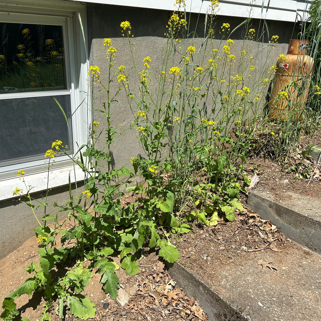 turnip green plant from seeds 'Tender Feral' Turnip Greens