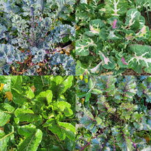 'The Next Homesteader's Kaleidoscopic Perennial' Kale Grex