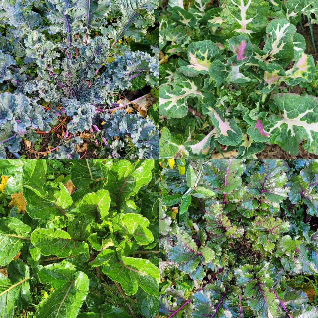 The Next Homesteader's Kaleidoscopic Perennial' Kale Grex