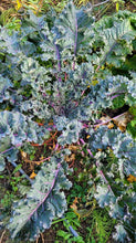 'The Next Homesteader's Kaleidoscopic Perennial' Kale Grex