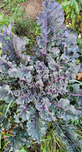 'The Next Homesteader's Kaleidoscopic Perennial' Kale Grex