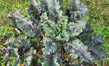 'The Next Homesteader's Kaleidoscopic Perennial' Kale Grex